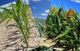 Что можно выращивать в южной зоне Украины из-за глобального потепления - agroexpert.md