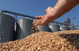 Турция снизит импорт пшеницы до 6-летнего минимума – USDA - agroexpert.md