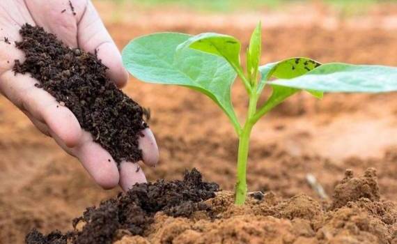 Новый производитель органических удобрений может появиться в Молдове - agroexpert.md