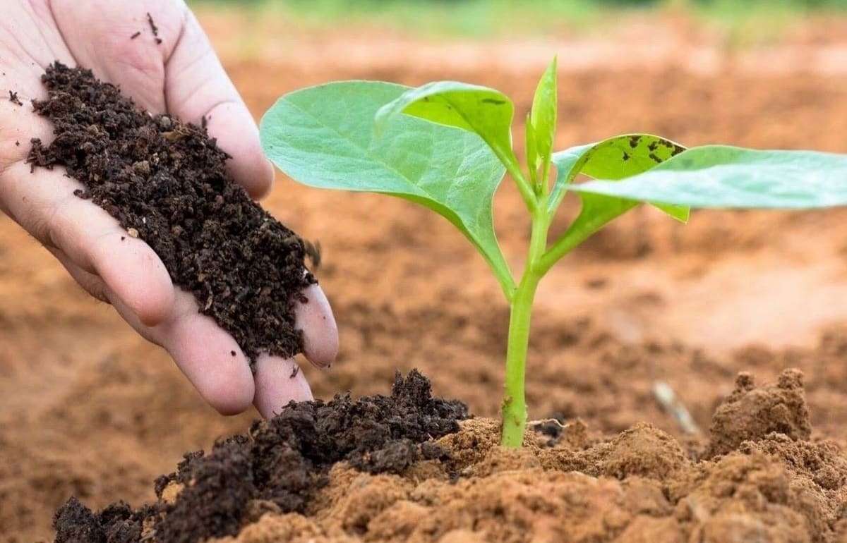 Новый производитель органических удобрений может появиться в Молдове - agroexpert.md