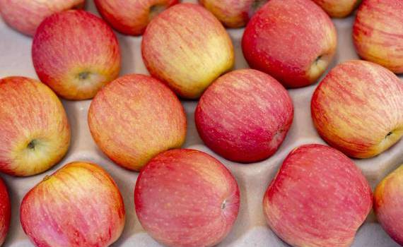 Unde au fost exportate merele moldovenești - agroexpert.md