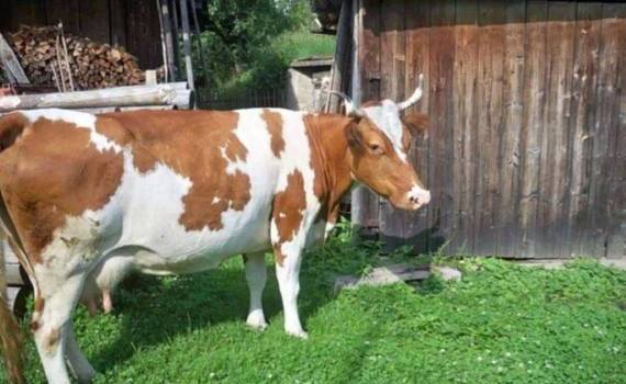 Почему в Молдове содержание коров на личном подворье невыгодно - agroexpert.md