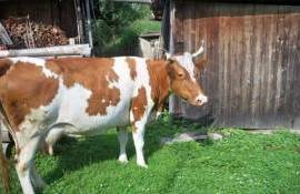 Почему в Молдове содержание коров на личном подворье невыгодно - agroexpert.md