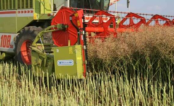 В текущем сезоне в Украине урожайность рапса ниже средней трехлетней отметки - agroexpert.md
