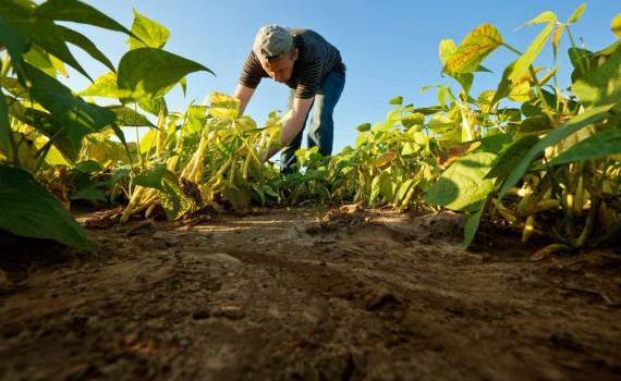 Recomandări pentru protejarea muncitorilor agricoli pe timp de canicula - agroexpert.md