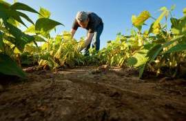 Recomandări pentru protejarea muncitorilor agricoli pe timp de canicula - agroexpert.md