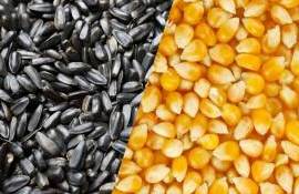 Урожай подсолнечника и кукурузы в Украине – ситуация как в 2020 году - agroexpert.md