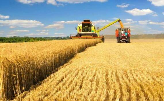 Ассоциация фермеров резко снизила прогнозы урожая для Германии - agroexpert.md