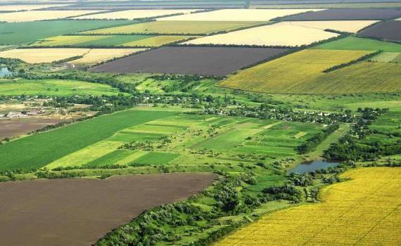 Mia mult de jumătate din terenurile agricole moldovenești sunt arendate - agroexpert.md