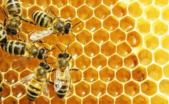 BeeProtect: Numărul cazurilor de intoxicații ale albinelor s-a redus - agroexpert.md