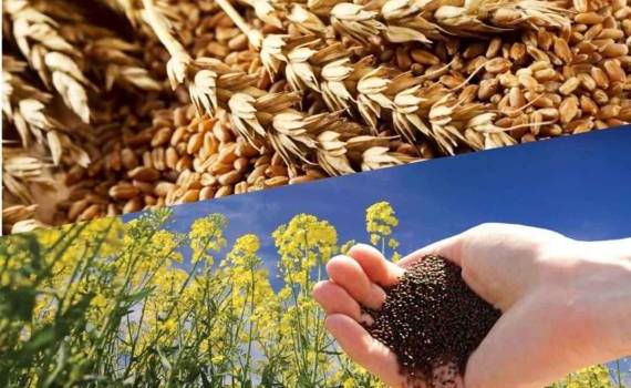 На внутреннем украинском зерновом рынке цены приближаются к мировым - agroexpert.md