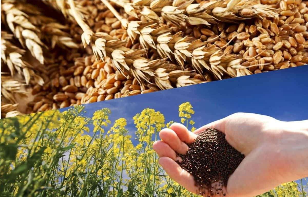 На внутреннем украинском зерновом рынке цены приближаются к мировым - agroexpert.md