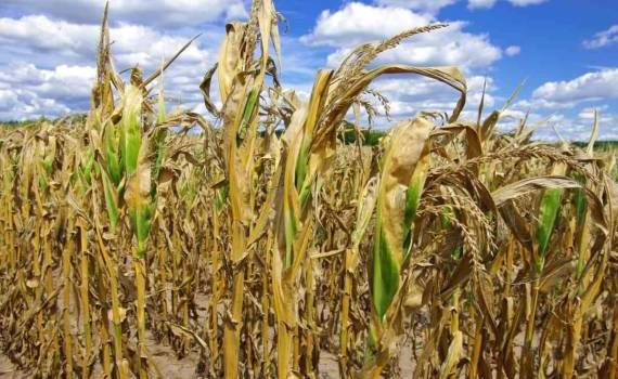 Жара в Восточной Европе снижает перспективы урожая кукурузы - agroexpert.md