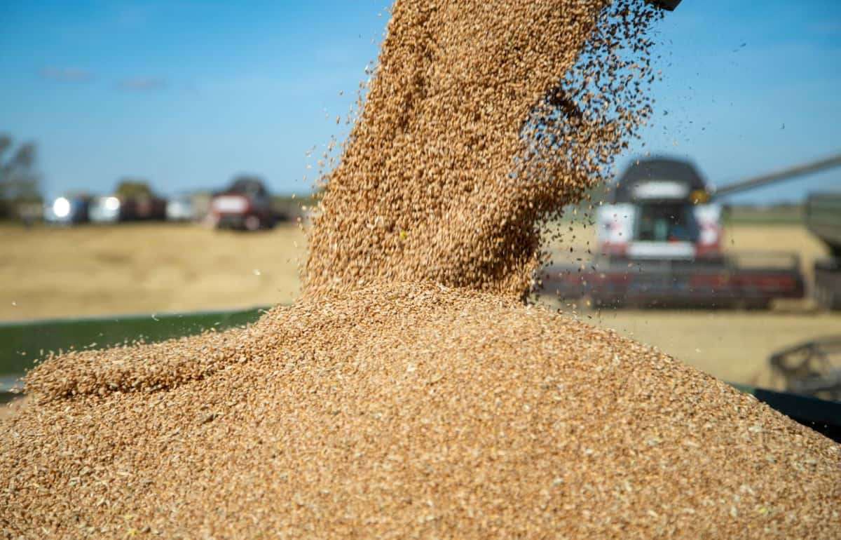 Ситуация с  пшеницей: высокий экспорт - agroexpert.md