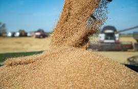 Ситуация с пшеницей: высокий экспорт