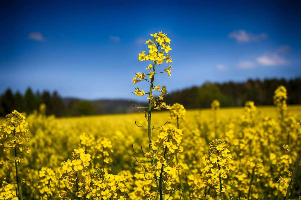 Sezon record pentru rapiță: RM este al treilea cel mai mare exportator în UE - agroexpert.md