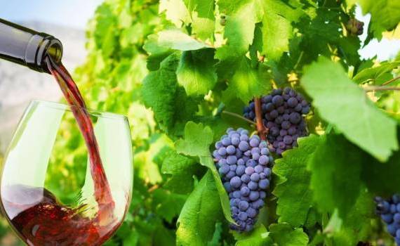 Vinurile moldovenești, tot mai căutate pe piețele internaționale- agroexpert.md