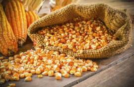 Прогноз хорошего урожая кукурузы в Румынии под большим вопросом - agroexpert.md