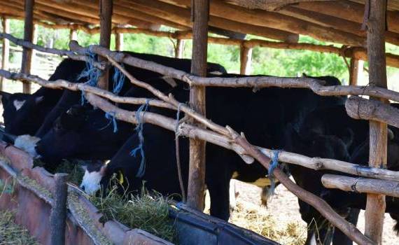 Crește vaci pentru lapte: Afacerea unui fermier din Hîncești - agroexpert.md