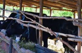 Crește vaci pentru lapte: Afacerea unui fermier din Hîncești - agroexpert.md