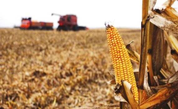В Украине уберут на 11 млн т меньше урожая, чем в прошлом году - agroexpert.md