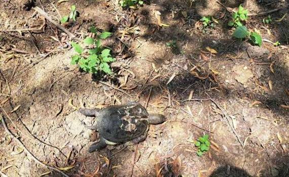4 broaște țestoase, omorâte la Edineț. Făptașii vor fi sancționați - agroexpert.md