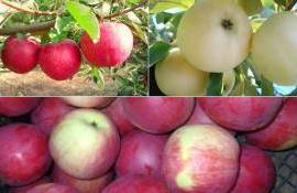 Ранние яблоки – уходящая натура?