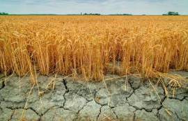 Производство пшеницы в Канаде и России находится под угрозой из-за засухи - agroexpert.md