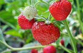 Clusterul bacifer din Ungheni: Producătorii cresc căpșuni - agroexpert.md