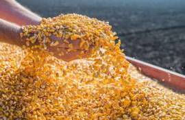 Producția și prețul porumbului vor fi scăzute în 2024 - agroexpert.md