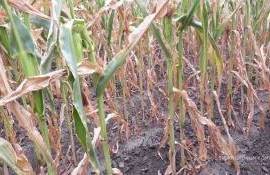 Минагро Украины прогнозирует снижение урожайности поздних культур на 15% - agroexpert.md
