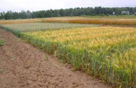 Какие уроки усвоили румынские фермеры после трех лет засухи - agroexpert.md