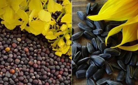 Эксперты снова снижают прогнозы урожая рапса и подсолнечника в ЕС - agroexpert.md