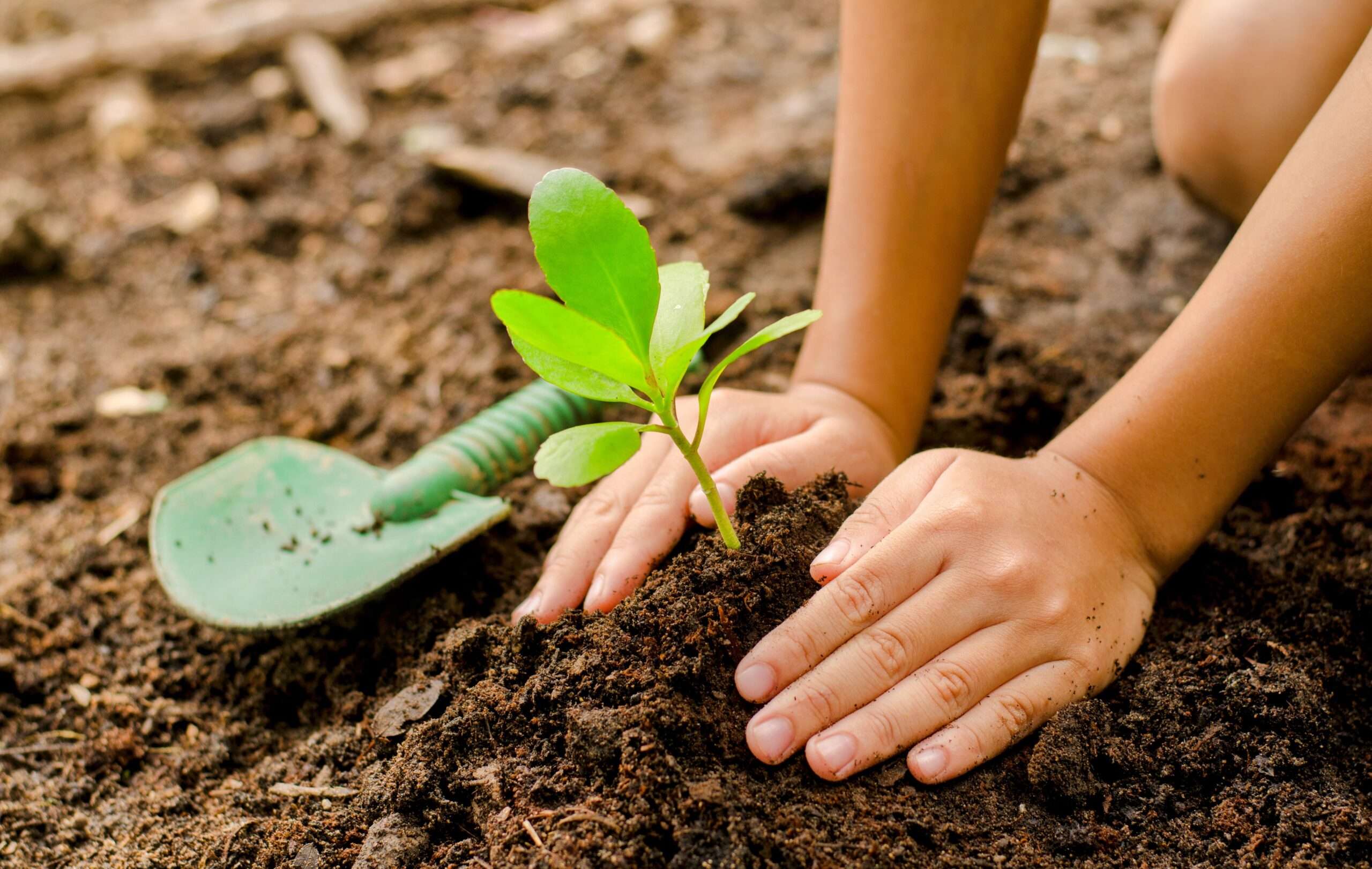 Pregătirea solului pentru plantările de toamnă - agroexpert.md