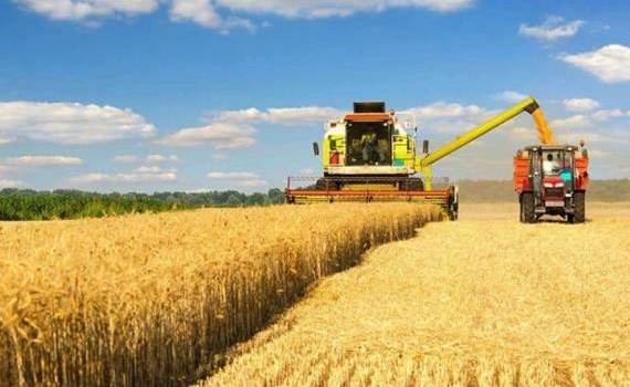 Нынешний урожай пшеницы во Франции может стать худшим за 10 лет - agroexpert.md