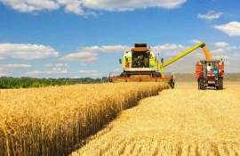 Нынешний урожай пшеницы во Франции может стать худшим за 10 лет - agroexpert.md