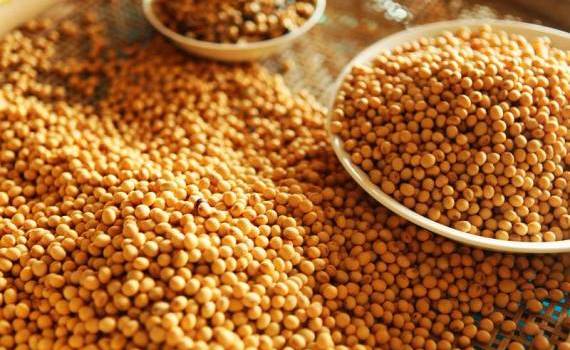 R. Moldova importă mai mult șrot de soia decât exportă - agroexpert.md