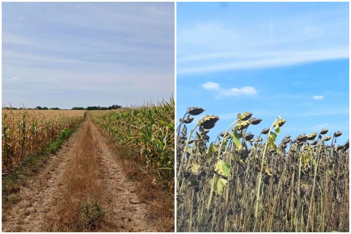 Porumbul și floarea-soarelui din zona de centru-est - agroexpert.md