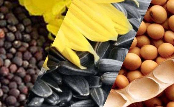 Производство масличных культур в ЕС в 2023 МГ и прогноз на 2024 МГ - agroexpert.md