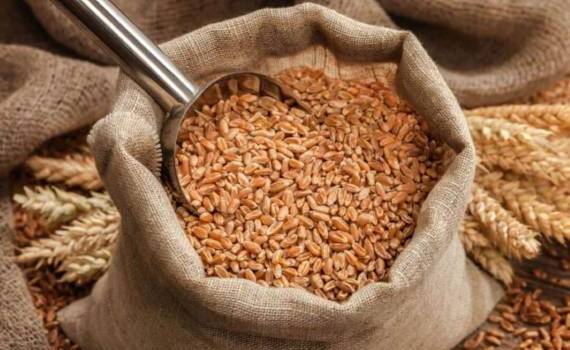 kak-egipet-izmenil-usloviya-novogo-tendera-na-zakupku-pshenicy - agroexpert.md