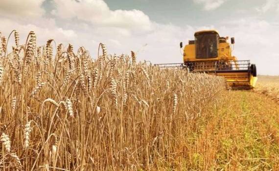 Во Франции ожидается худший урожай пшеницы с 1983 года - agroexpert.md