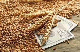 Пшеница в ЕС поддерживается высоким спросом и плохим урожаем во Франции - agroexpert.md