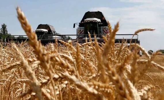 В Китае ожидается самый большой за последние девять лет урожай яровых - agroexpert.md