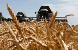 В Китае ожидается самый большой за последние девять лет урожай яровых - agroexpert.md
