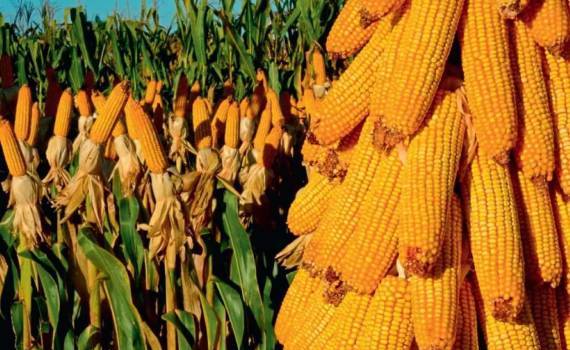 Снижение прогноза по урожаю кукурузы в ЕС и Украине приводит к росту цен - agroexpert.md
