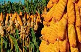 Снижение прогноза по урожаю кукурузы в ЕС и Украине приводит к росту цен - agroexpert.md