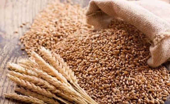 Как запрет Пакистана на импорт пшеницы повлияет на Черноморский рынок - agroexpert.md