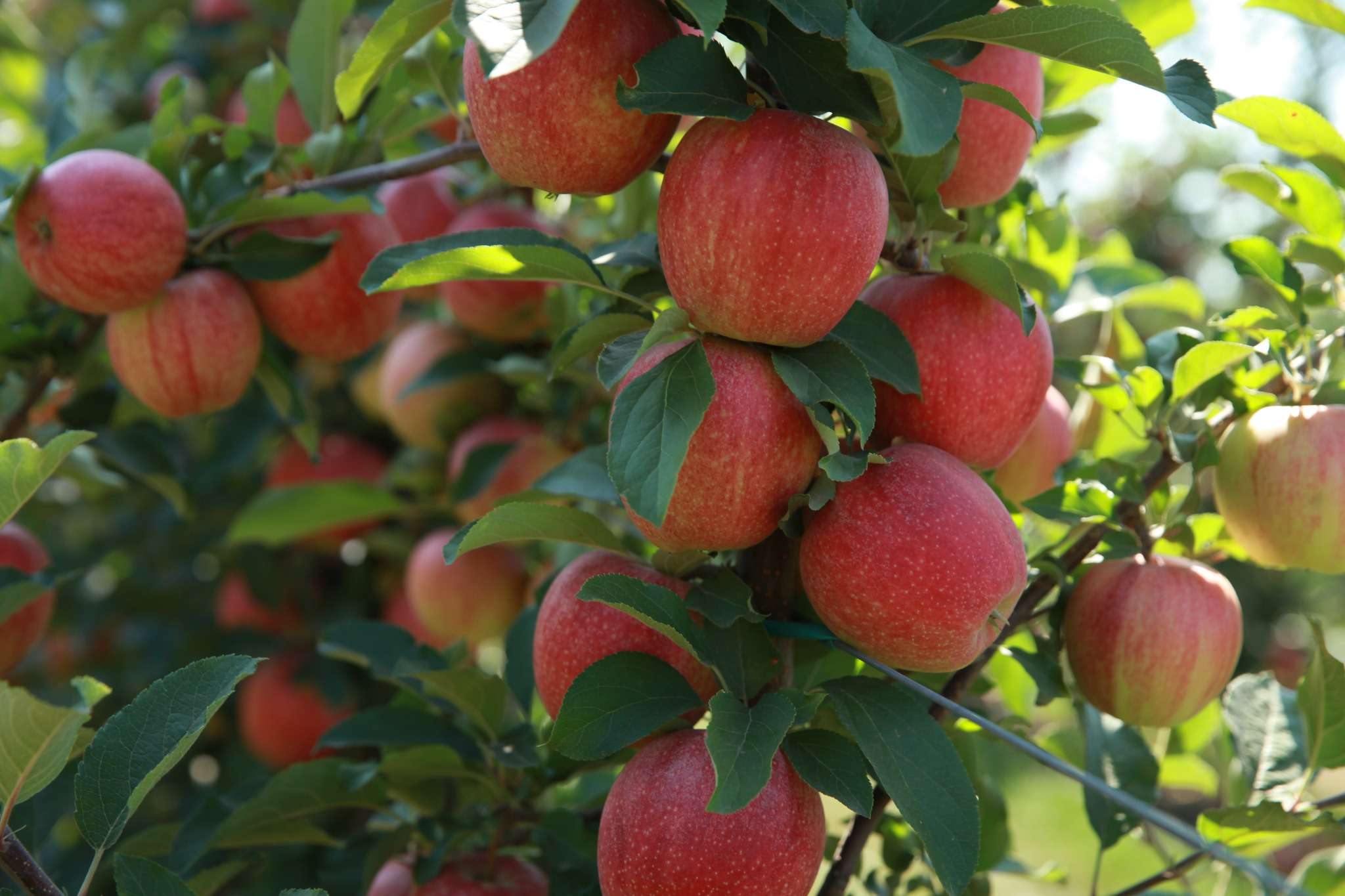 Recolta de mere în UE, în scădere cu 11,3 % - agroexpert.md