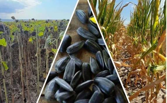 В Болгарии ожидают худший с 2012 года урожай подсолнечника и кукурузы - agroexpert.md