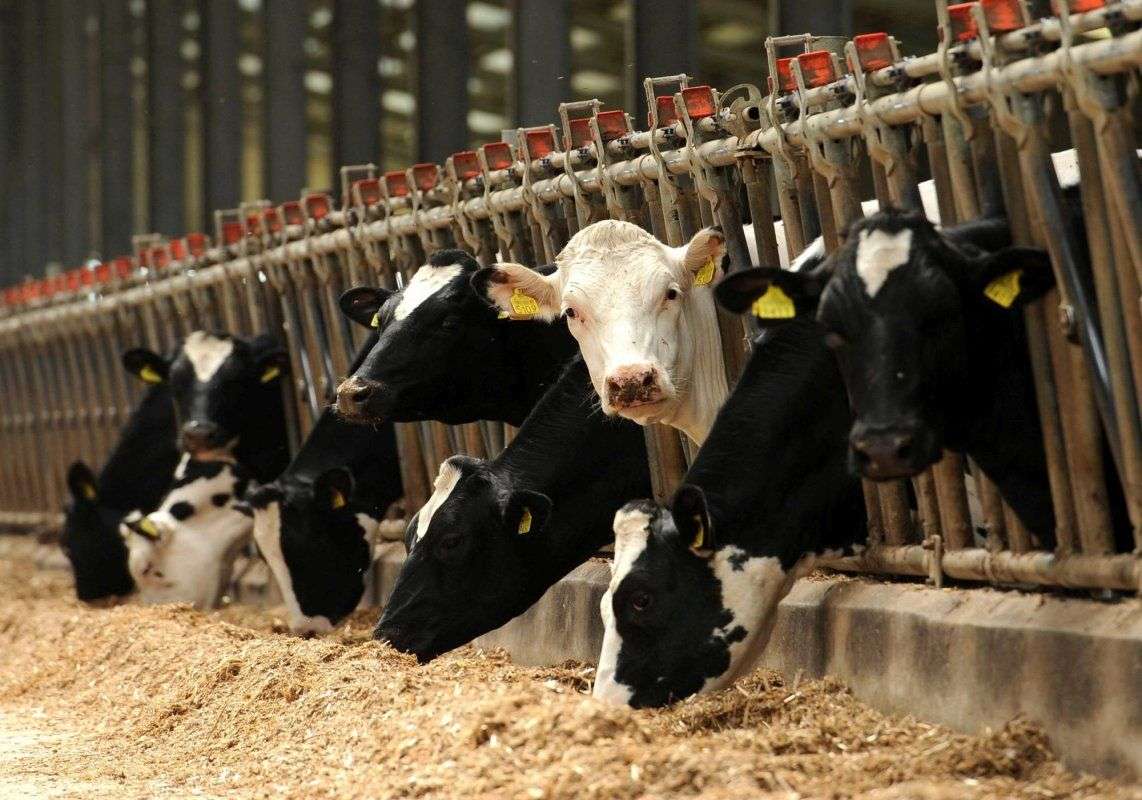 Cum să asigurăm bunăstarea animalelor în contextul caniculei - agroexpert.md